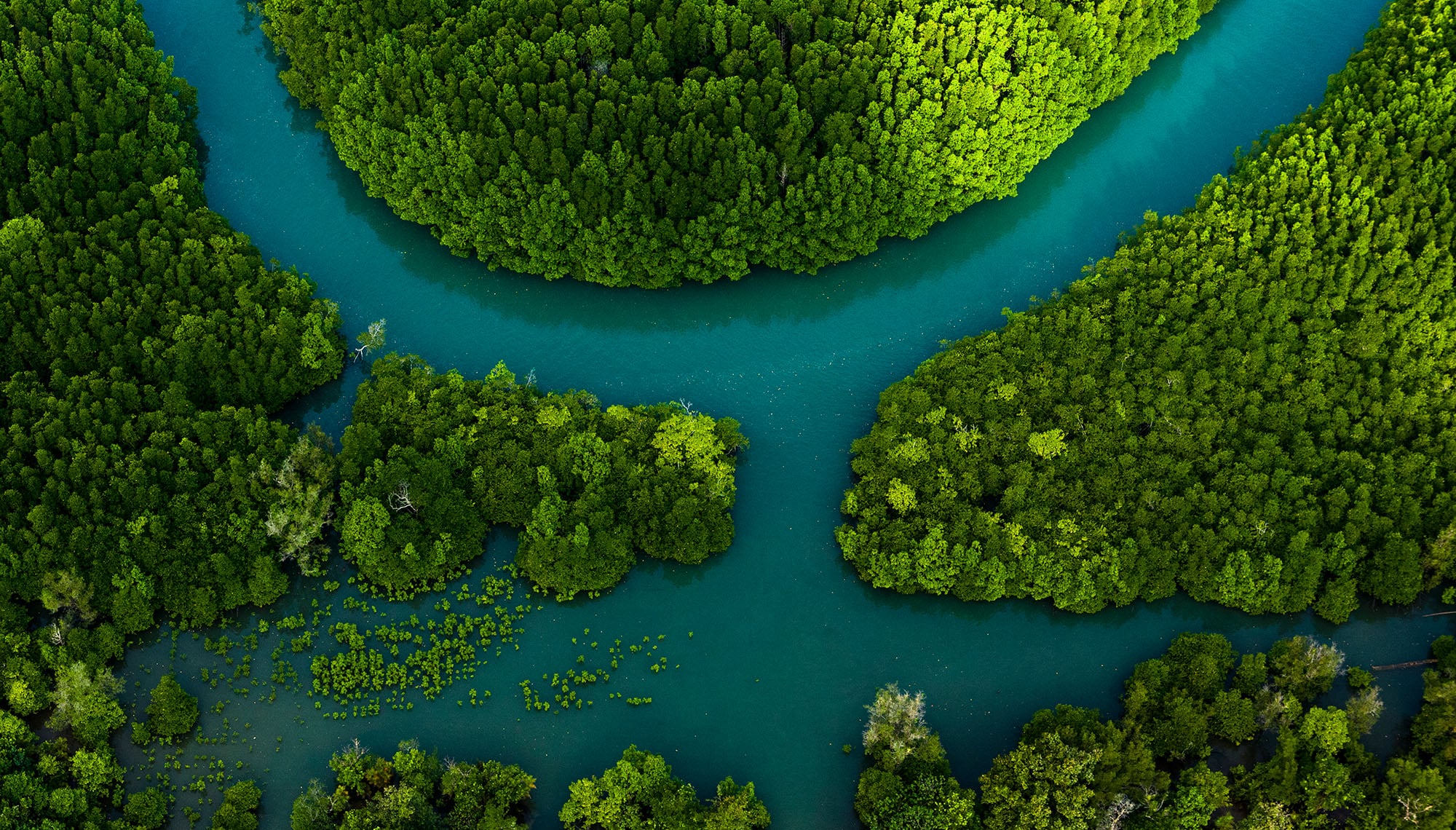Green forest with river running through